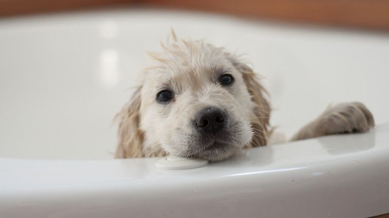 Bathing Them Too Often