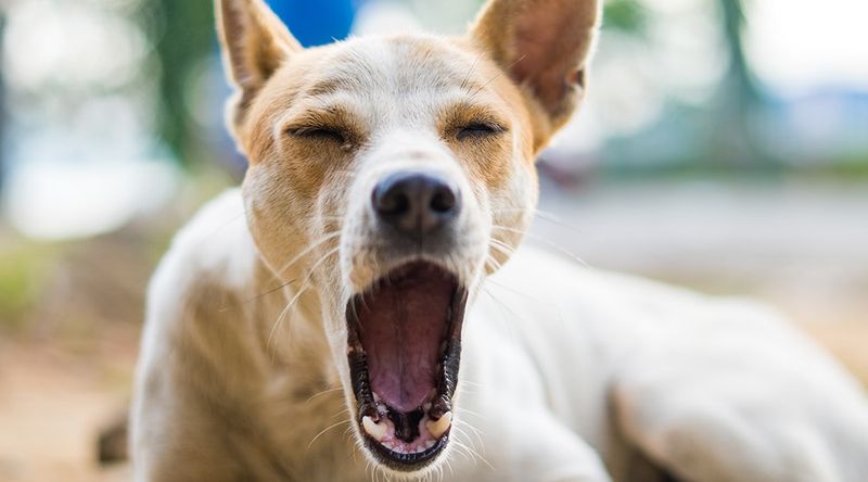 Yawning