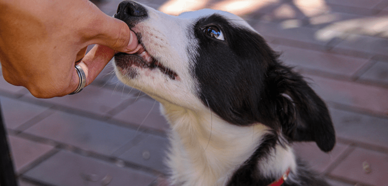 Effective Dog Training Treats