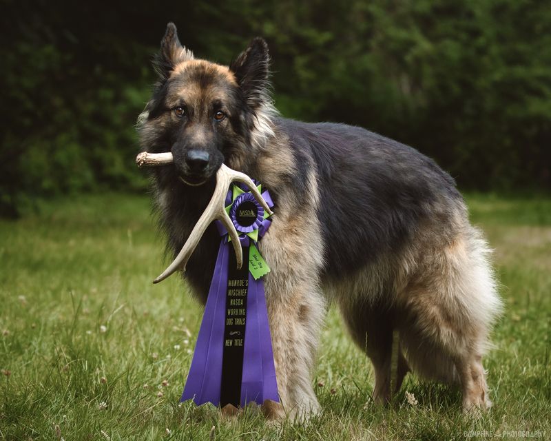 Shiloh Shepherd