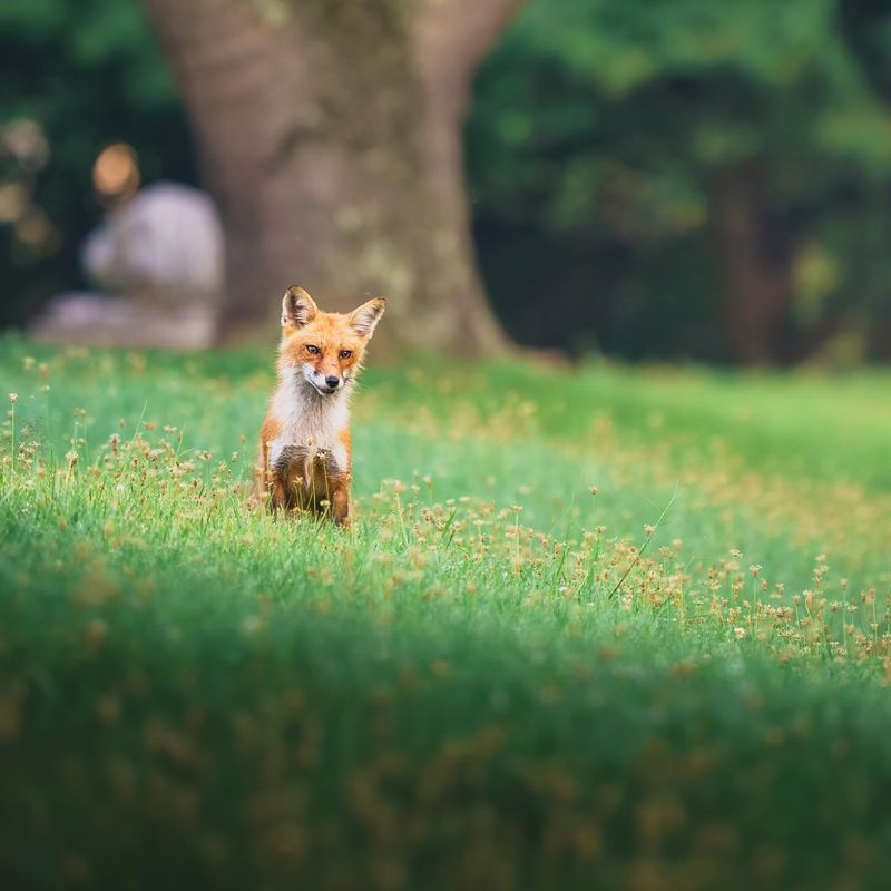 Fox