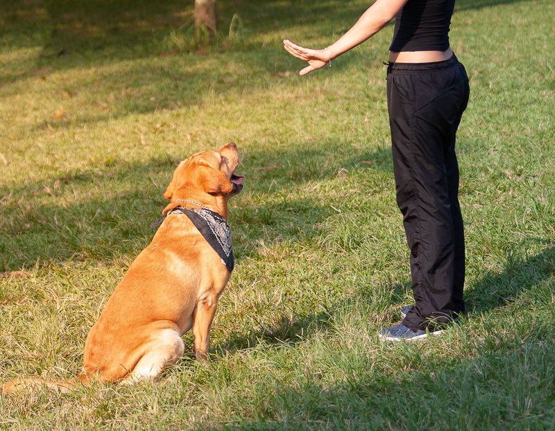 Consistent Training