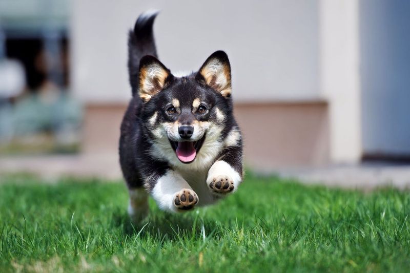 Excited Zoomies