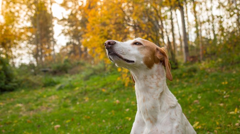 Sniffing the Air