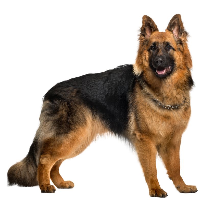 Altdeutsche Schäferhunde (Old German Shepherd)