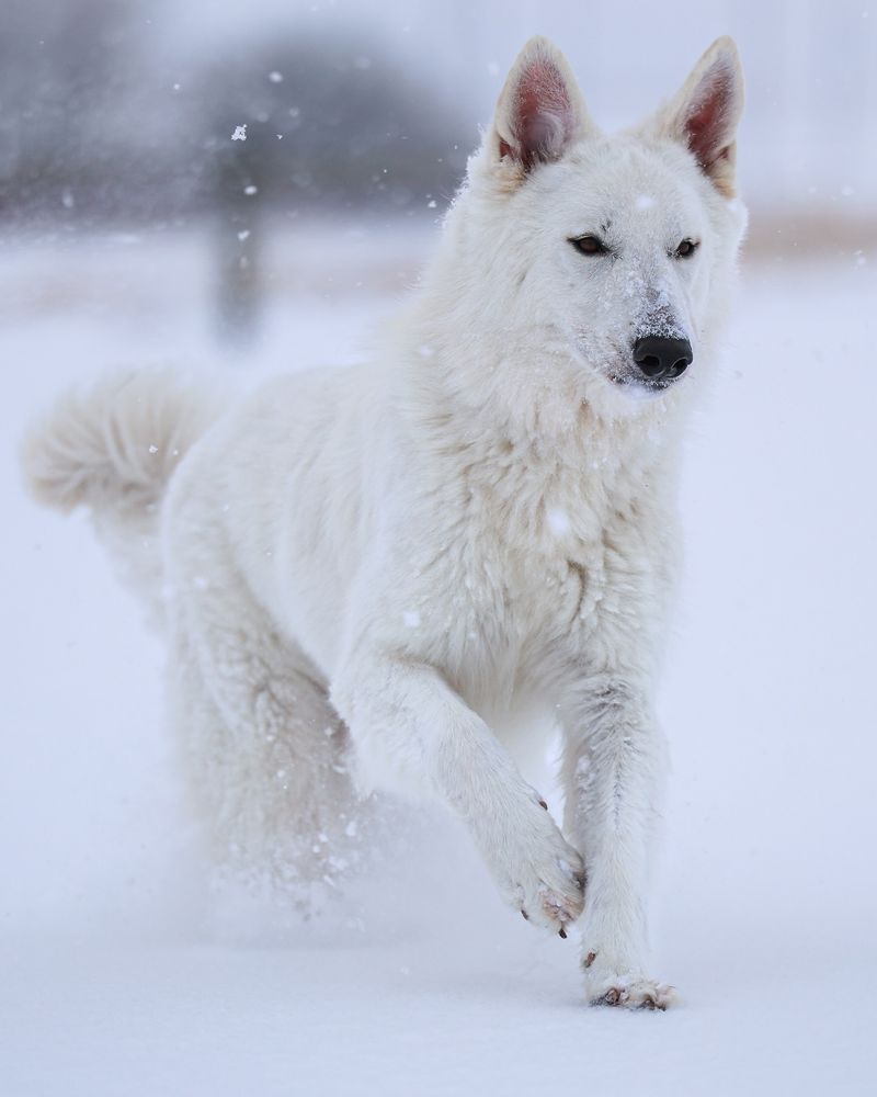 White Swiss Shepherd