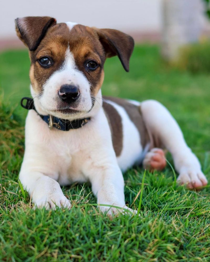 Jolly Jack Russell