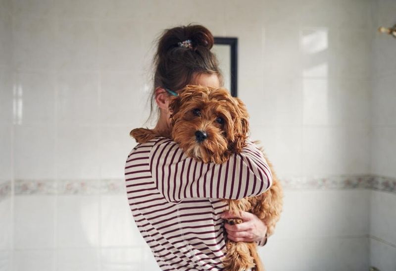 Pet Owner's Concerns