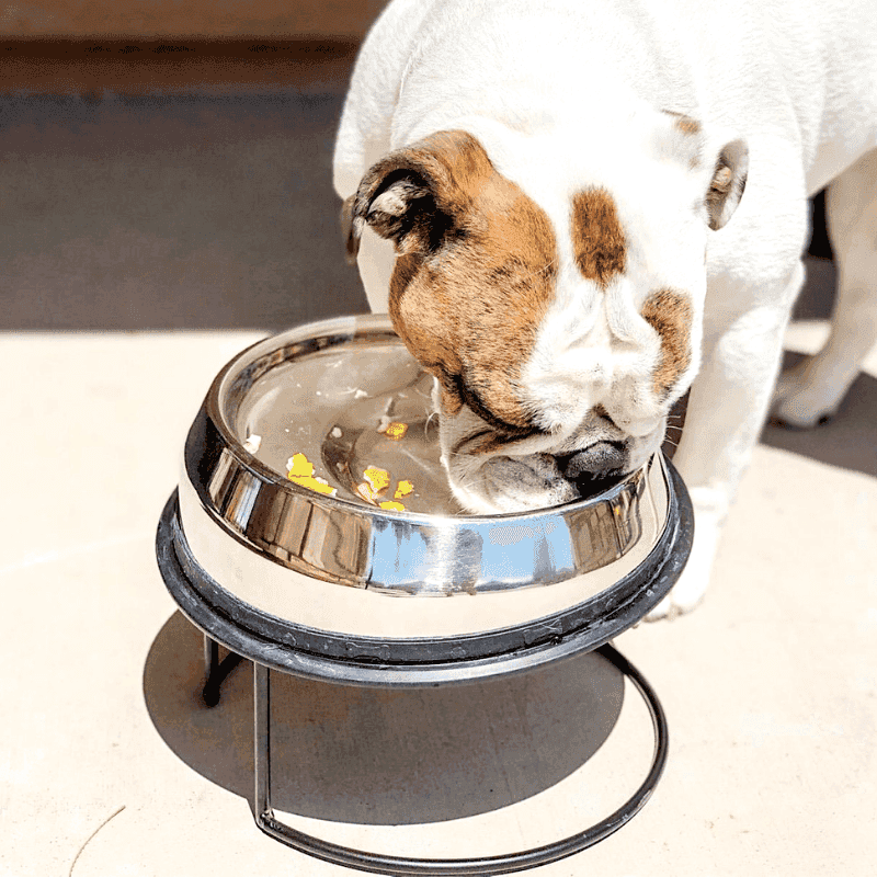 Reliable Dog Bowls