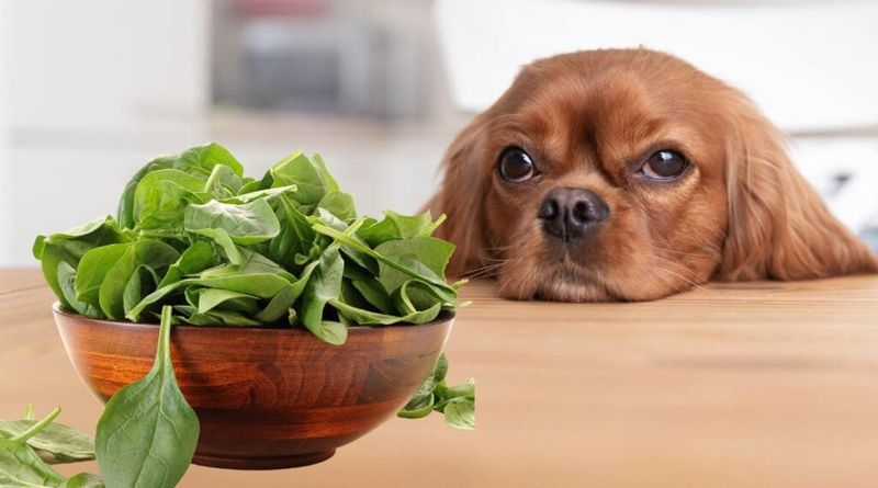 Spinach Leaves