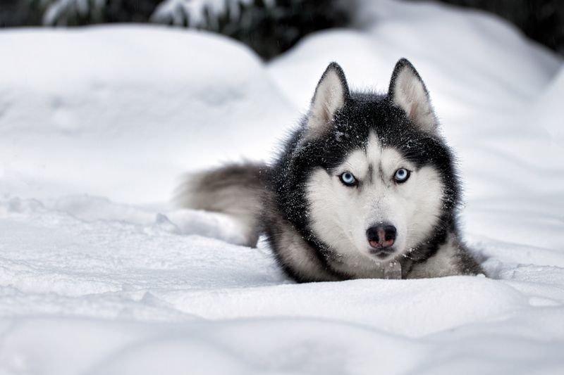 Thick Double Coat