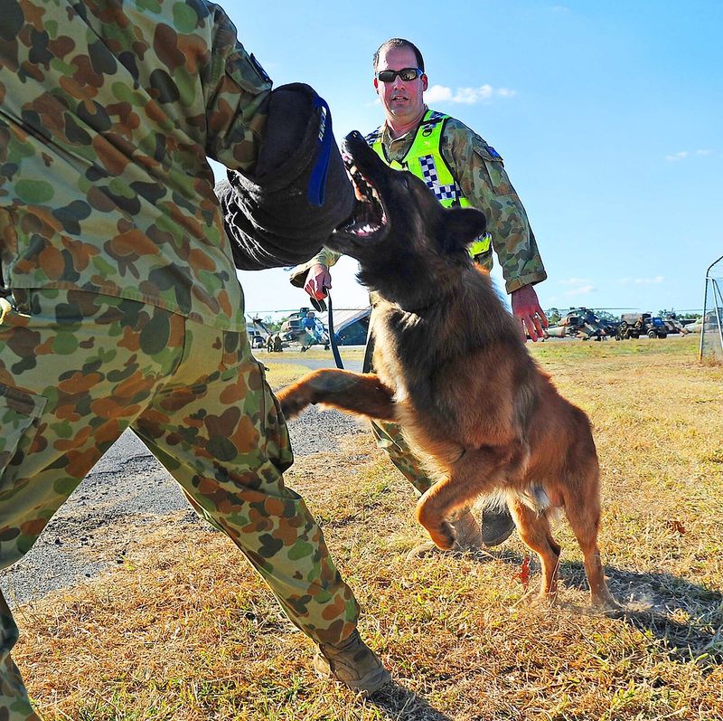Versatile Working Dog
