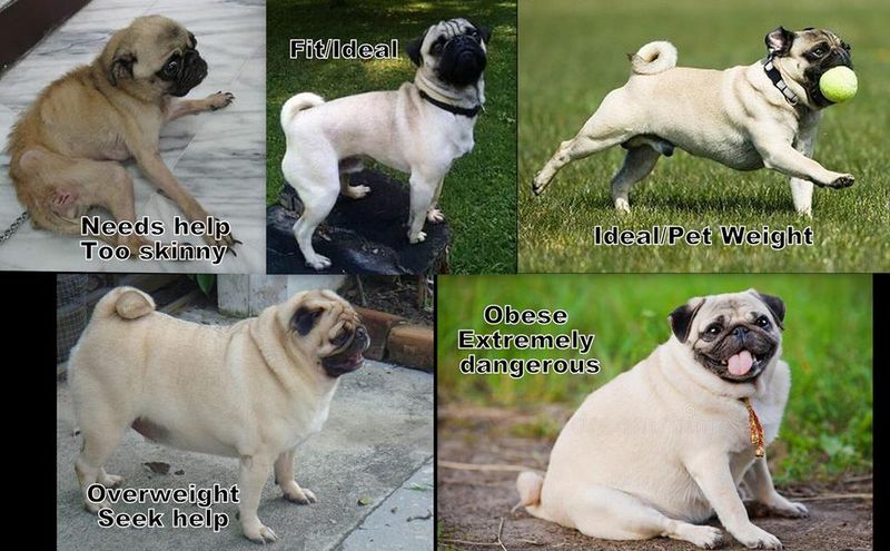Healthy Weight