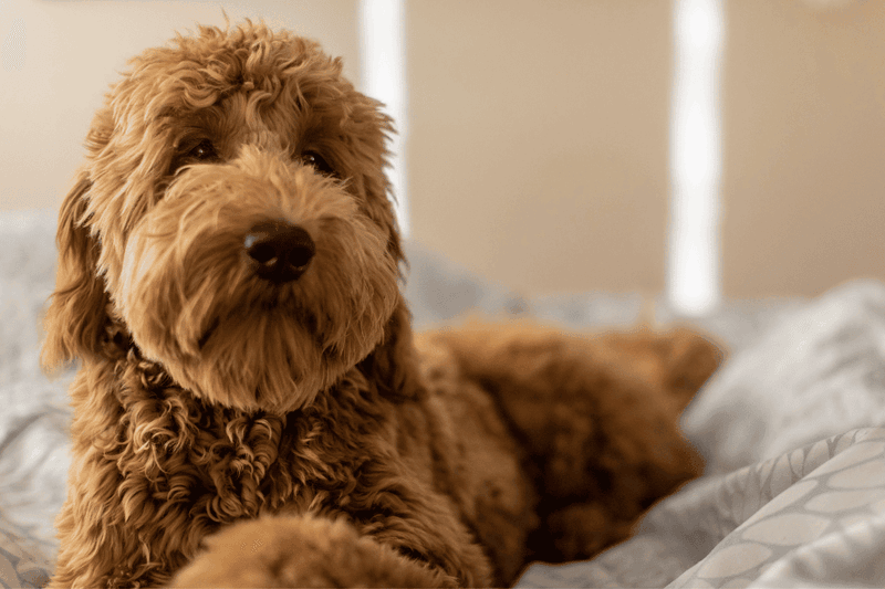 History of the Breed