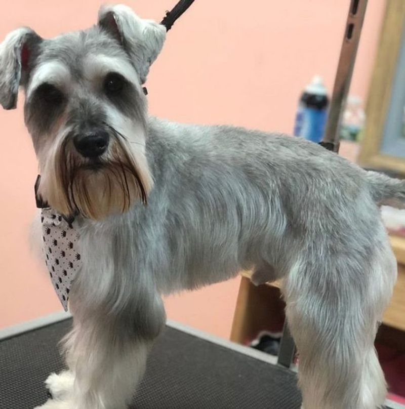 Quality Dog Grooming Kit