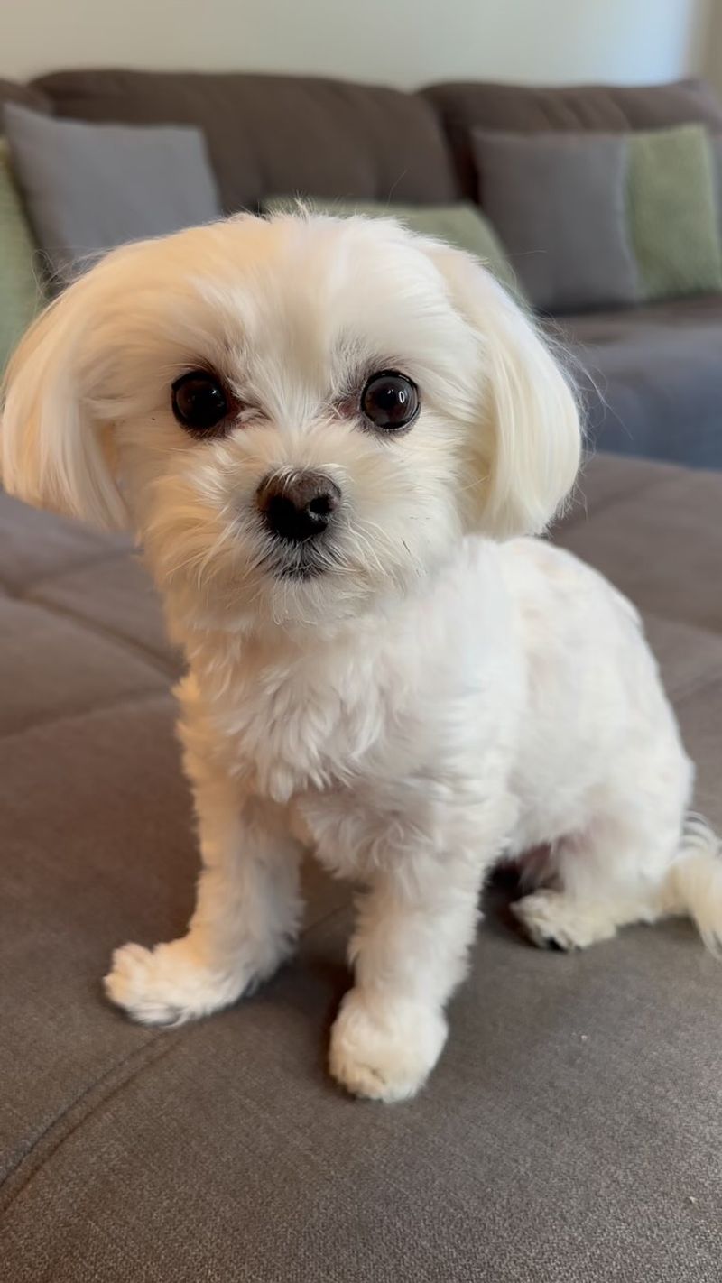 Maltese