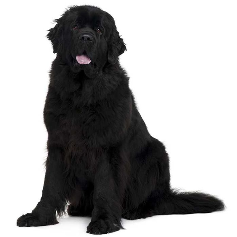 Newfoundland