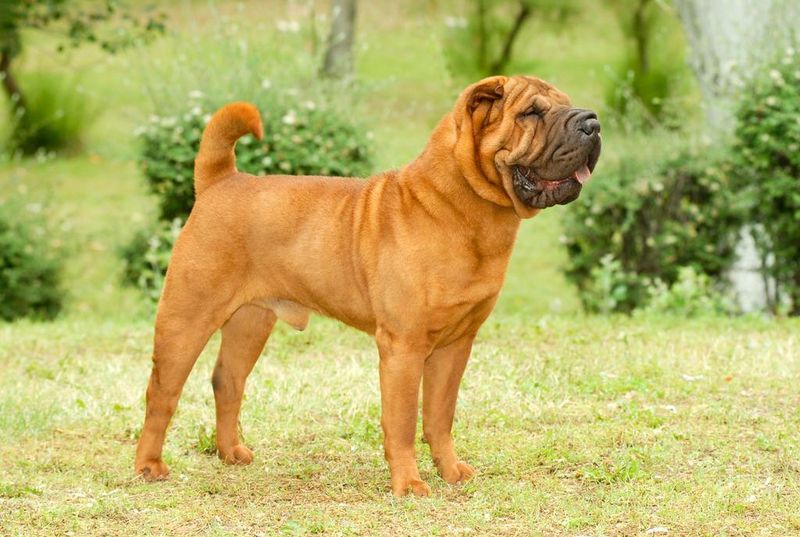 Chinese Shar-Pei