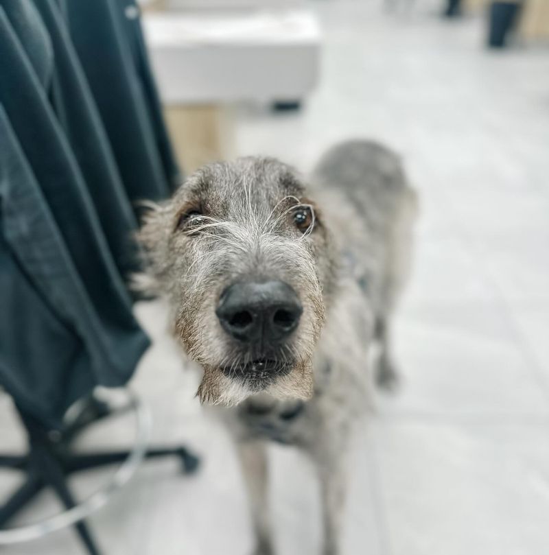Irish Wolfhound