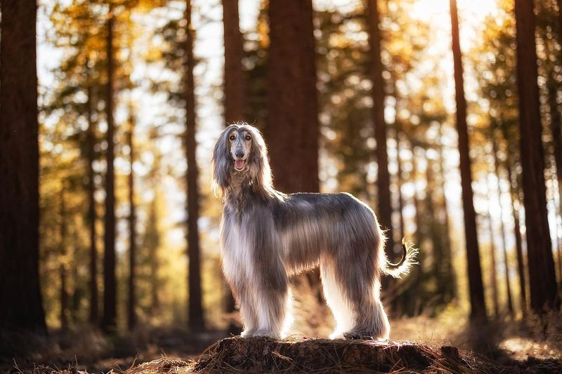 Afghan Hound