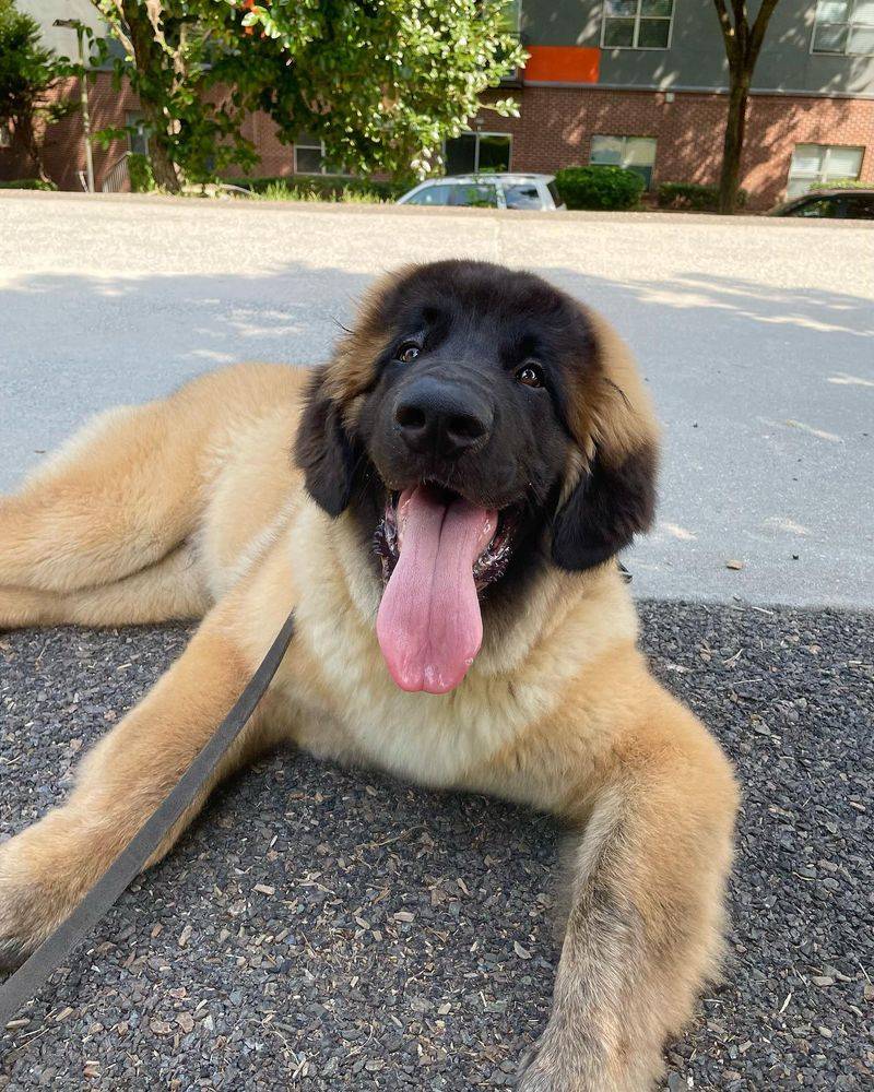 Leonberger