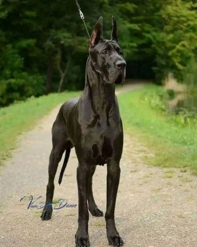 Great Dane