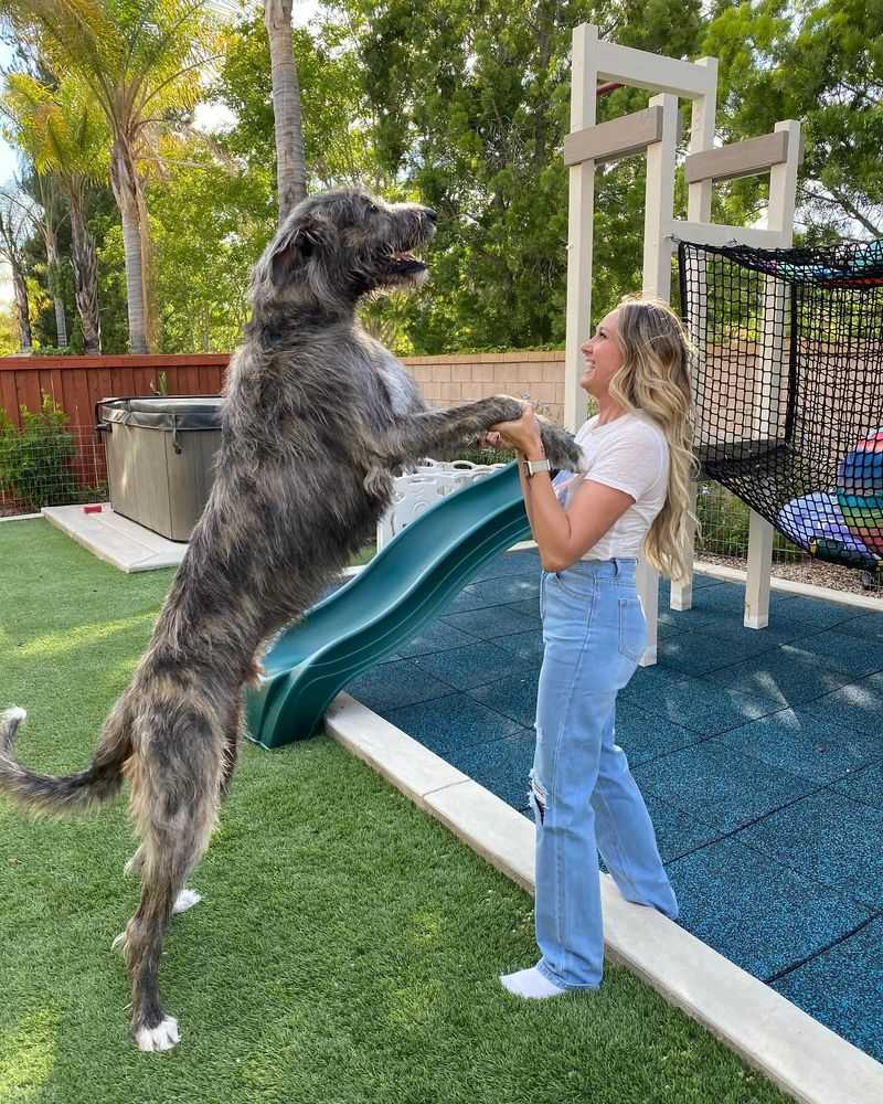 Irish Wolfhound