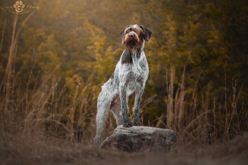 German Wirehaired Pointer