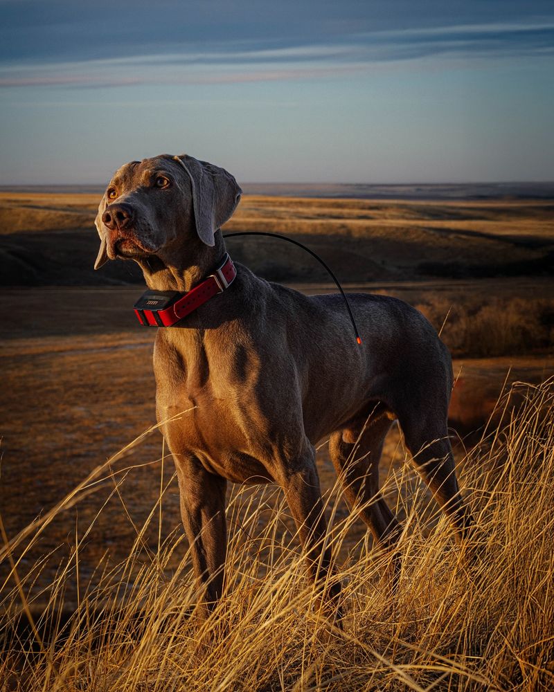 Weimaraner