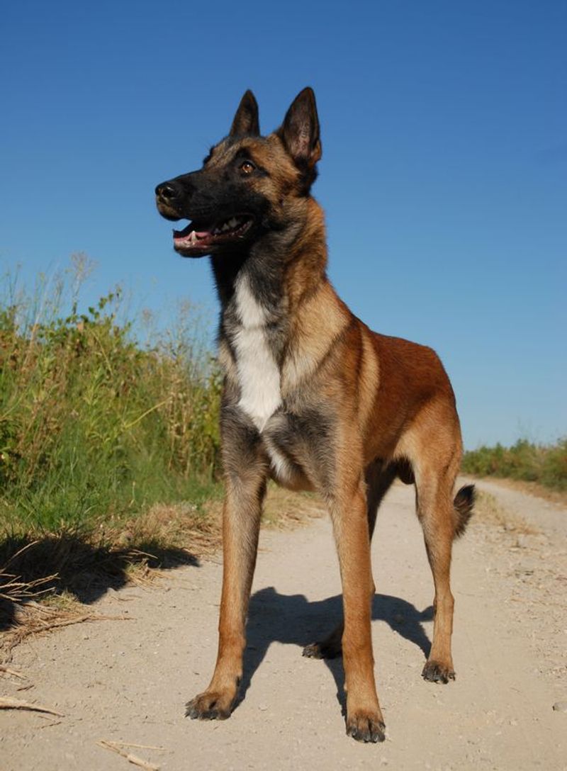 Belgian Malinois