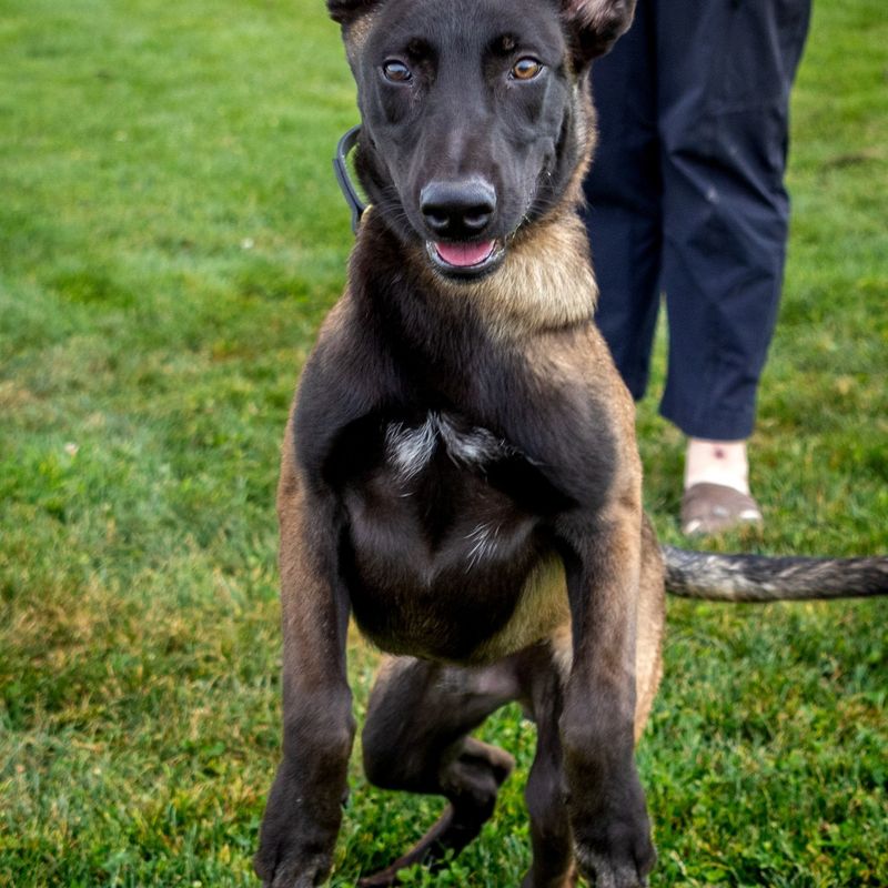 Belgian Malinois