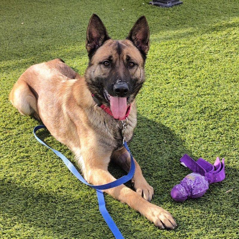 Belgian Malinois