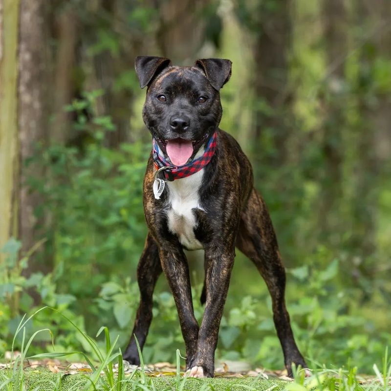 Staffordshire Bull Terrier