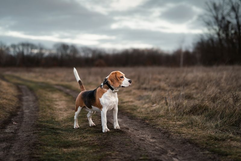 Beagle