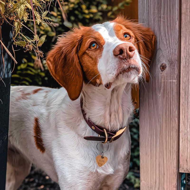 Brittany Spaniel