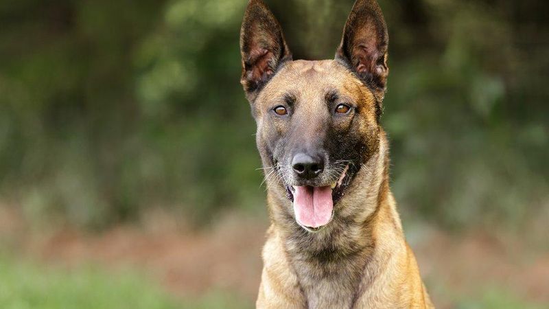 Belgian Malinois