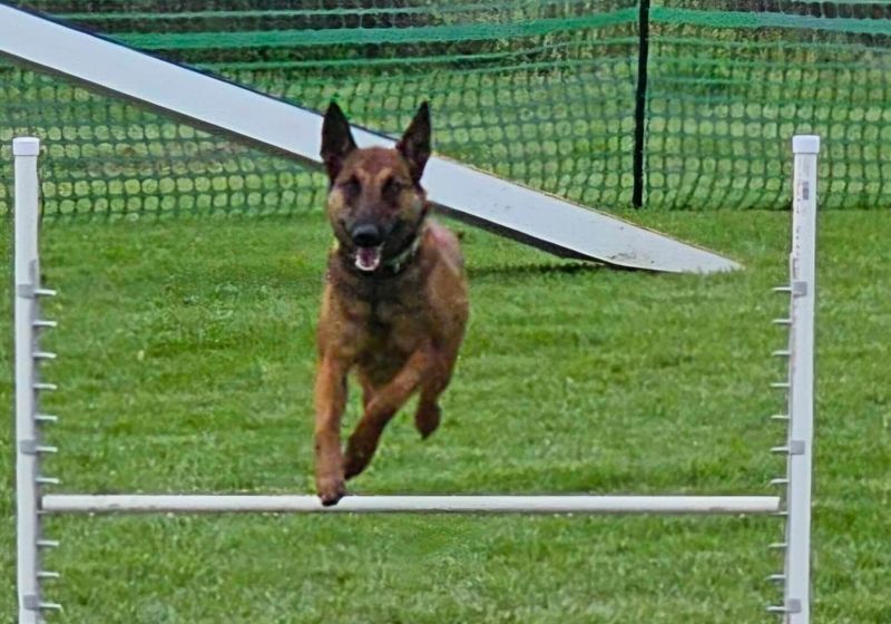 Belgian Malinois