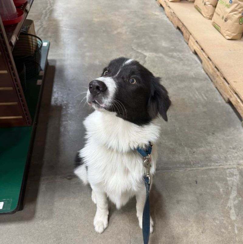 Border Collie