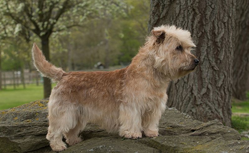 Glen of Imaal Terrier