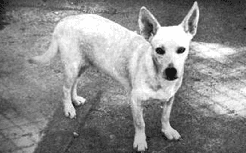 Hawaiian Poi Dog