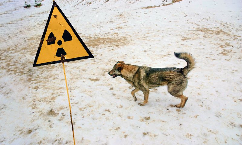 Increased Radiation Tolerance
