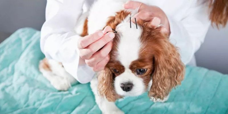 Consider Alternative Therapies