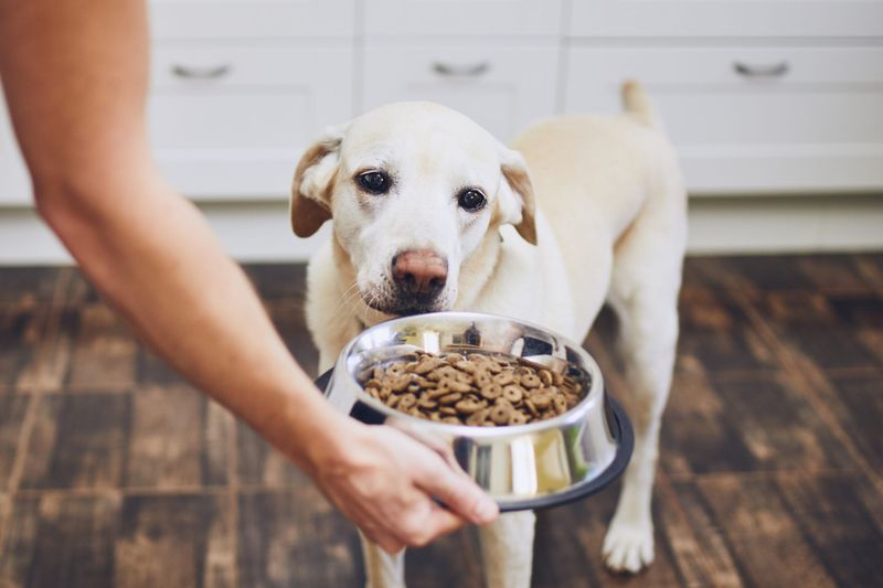 Maintain a Regular Feeding Schedule