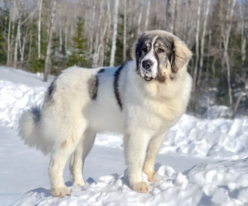 Pyrenean Mastiff