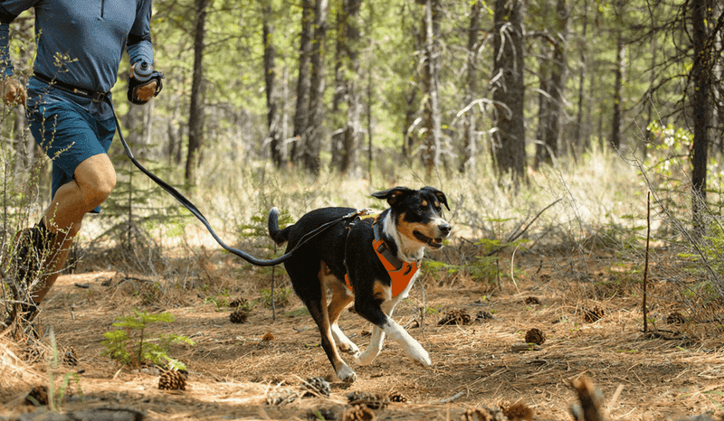 The Basics: Leash and Harness