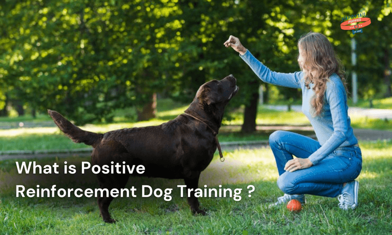 Use Positive Reinforcement