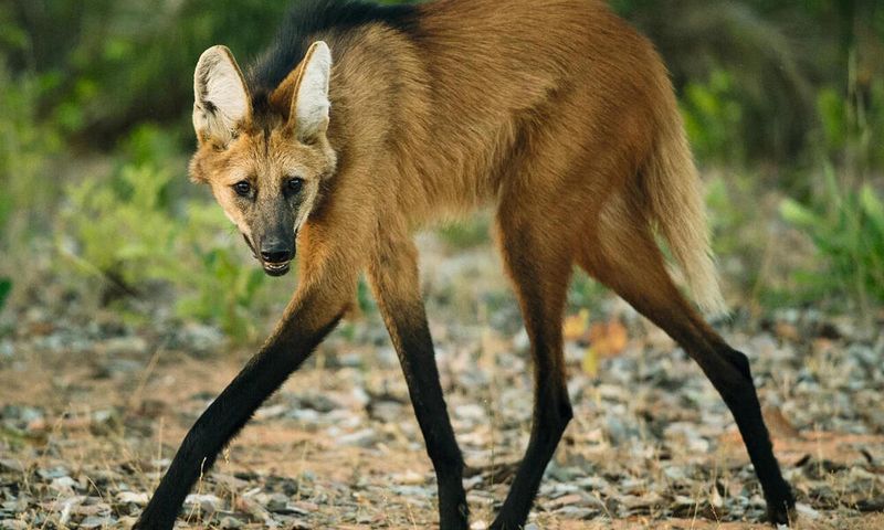 Maned Wolf