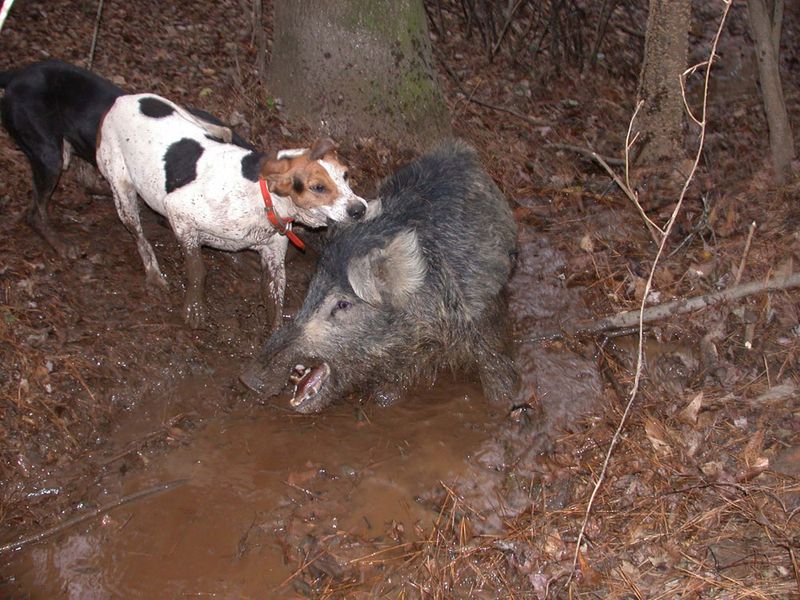 Feral Hogs