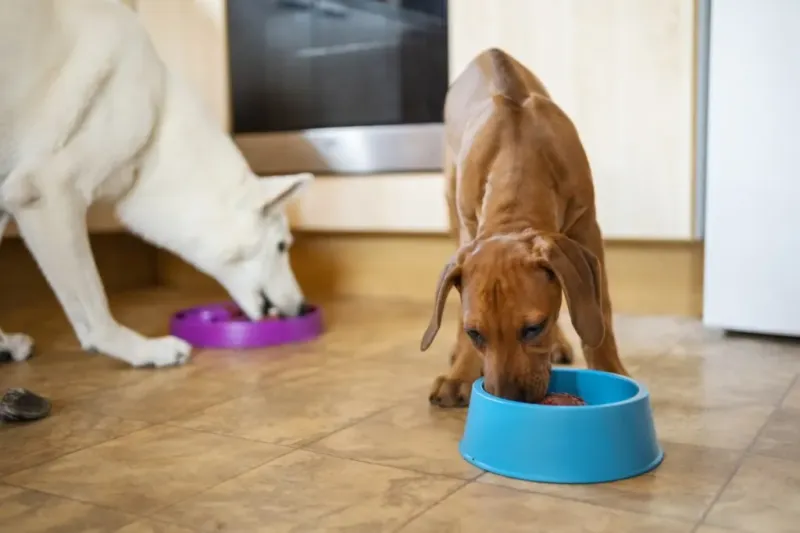 Understand Their Breed’s Needs