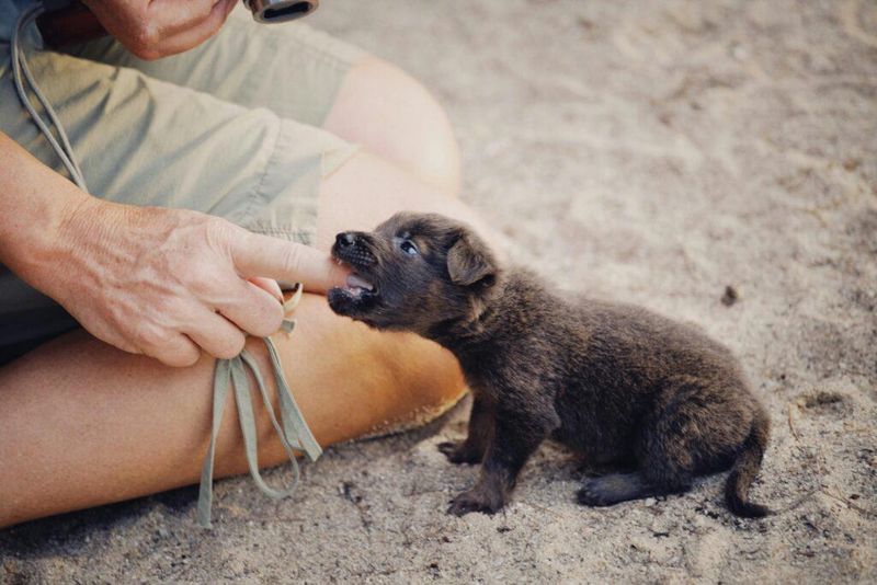 Nipping and Play Biting